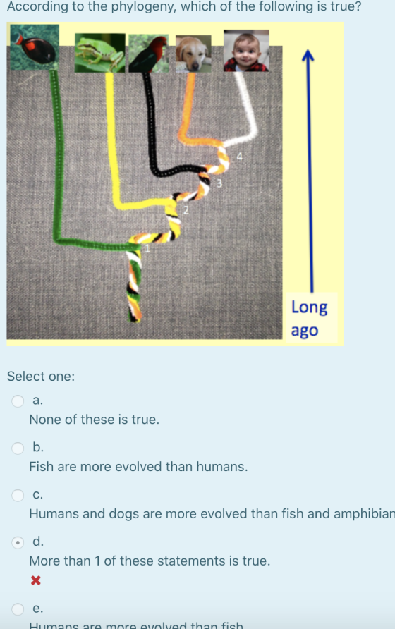 According to the phylogeny, which of the following is true? Long ago Select one: a. None of these is true. b. Fish are more e