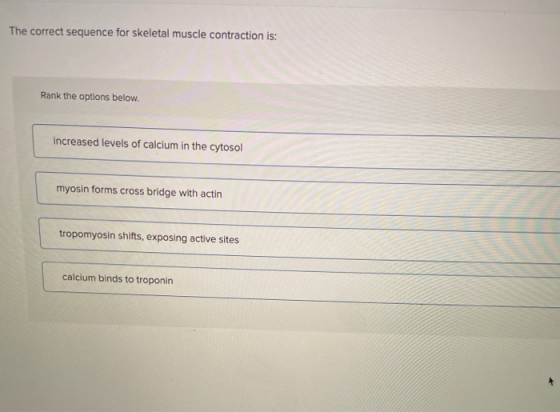 The correct sequence for skeletal muscle contraction is: Rank the options below. increased levels of calcium in the cytosol m