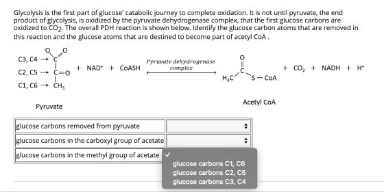 Glycolysis is the first part of glucose catabolic journey to complete oxidation. It is not until pyruvate, the end product o