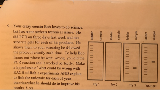 Your crazy cousin Bob loves to do science, but has some serious technical issues. He did PCR on three days last week and ran separate gels for each of his products. Her shows them to you, swearing he followed the protocol exactly each time. To help Bob figure out where he went wrong, you did the PCR reaction and it worked perfectly. MakeE a hypothesis of what could be wrong with EACH of Bobs experiments AND explain to Bob the rationale for each of your theories/what he should do to improve his results. 8 pts 9. Ty1 Try2 Try 3 Your gel