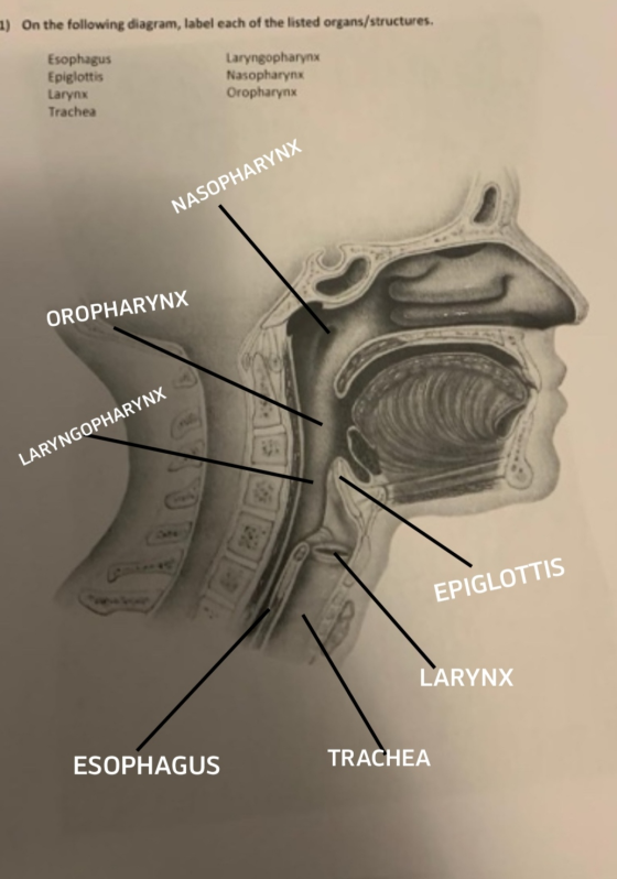 1) On the following diagram, label each of the listed organs/structures. Esophagus Epiglottis Larynx Trachea Laryngopharynx N