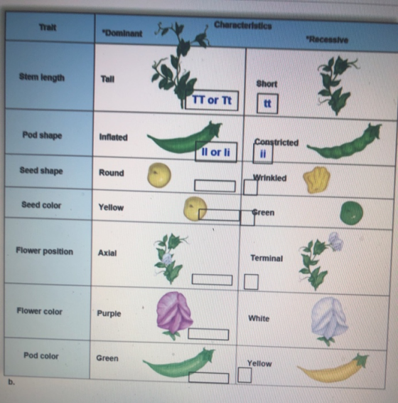 Characteristics That Dominan Recessiva Stem length Tall Short TT or TT Pod shape Inflated Constricted Il or li Seed shape R