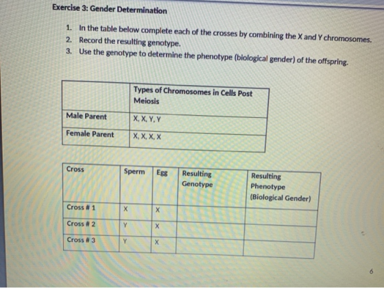 Exercise 3: Gender Determination 1. In the table below complete each of the crosses by combining the X and Y chromosomes. 2.