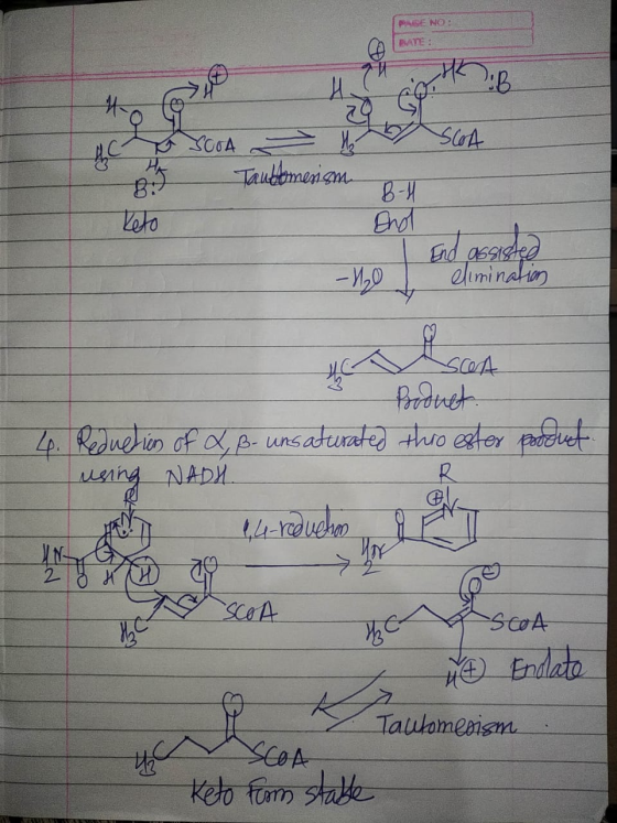 E NO SCOA B- Taubomenism End | End assisted -H20 elimination SCA Product Reduction of X, B- unsaturated this ester product us