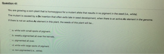 You are growing a corn plant that is homozygous fo