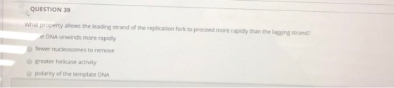 QUESTION 39 What property allows the leading strand of the replication fork to proceed more rapidly than the lagging strand?