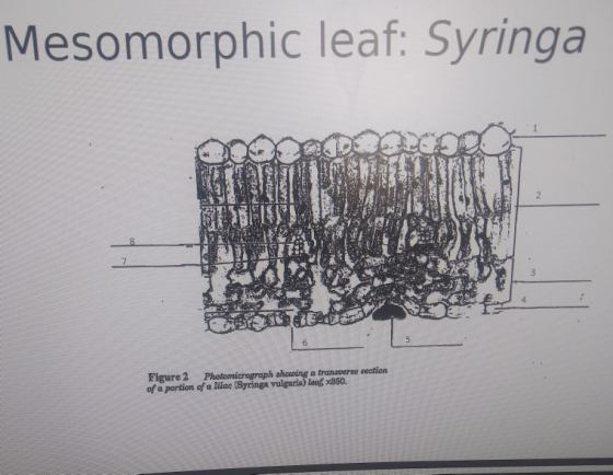 Mesomorphic leaf: Syringa Figure 2 Photomicrograph showing a transverse section of a portion of a lilac (Syringa volgaris) Le