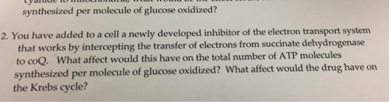 synthesized per molecule of glucose oxidized? 2. You have added to a cell a newly developed inhibitor of the electron transport system that works by intercepting the transfer of electrons from succinate dehydrogenase to coQ. What affect would this have on the total number of ATP molecules synthesized per molecule of glucose oxidized? What affect would the drug have on the Krebs cycle?