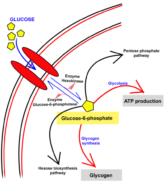 GLUCOSE Pentose phosphate pathway Enzyme Hexokinase Glycolysis Enzyme Glucose-6-phosphotase ATP production Glucose-6-phosphat