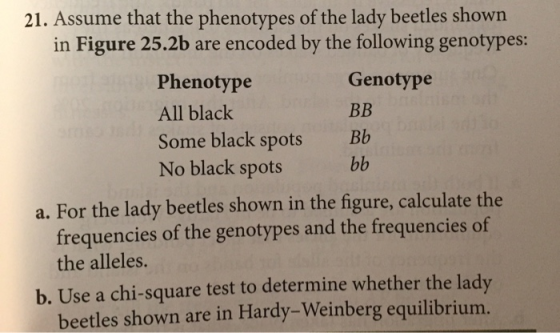 21. Assume that the phenotypes of the lady beetles shown in Figure 25.2b are encoded by the following genotypes: Phenotype All black Some black spots No black spots Genotype Bb a. For the lady beetles shown in the figure, calculate the frequencies of the genotypes and the frequencies of the alleles. b. Use a chi-square test to determine whether the lad beetles shown are in Hardy-Weinberg equilibrium.