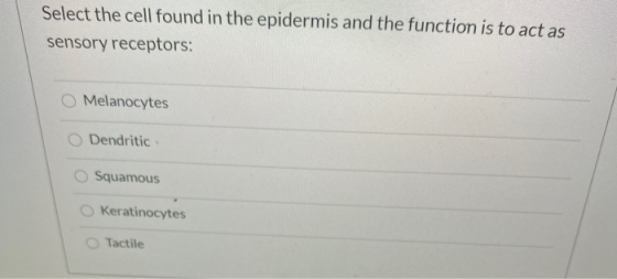 Select the cell found in the epidermis and the function is to act as sensory receptors: Melanocytes Dendritic Squamous Kerati