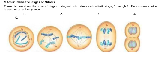 Mitosis: Name the Stages of Mitosis These pictures show the order of stages during mitosis. Name each mitotic stage, 1 though