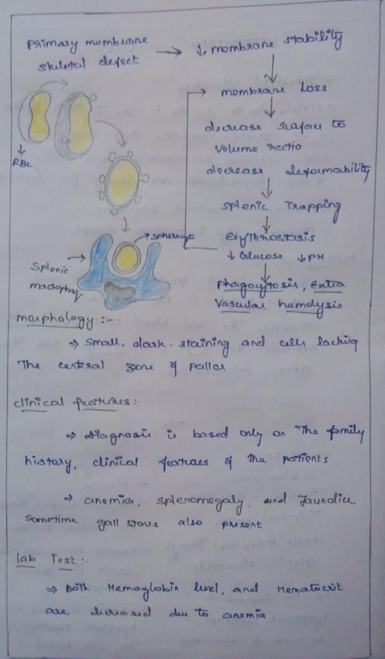 Primary membrane skeletal defect 1. membrone stability → membrane loss a spheroapte decrease sulau to Volume rectio decrease
