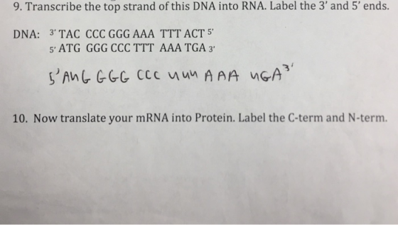 9. Transcribe the top strand of this DNA into RNA. Label the 3 and 5 ends. DNA: 3 TAC CCC GGG AAA TTT ACT 5 5 ATG GGG CC