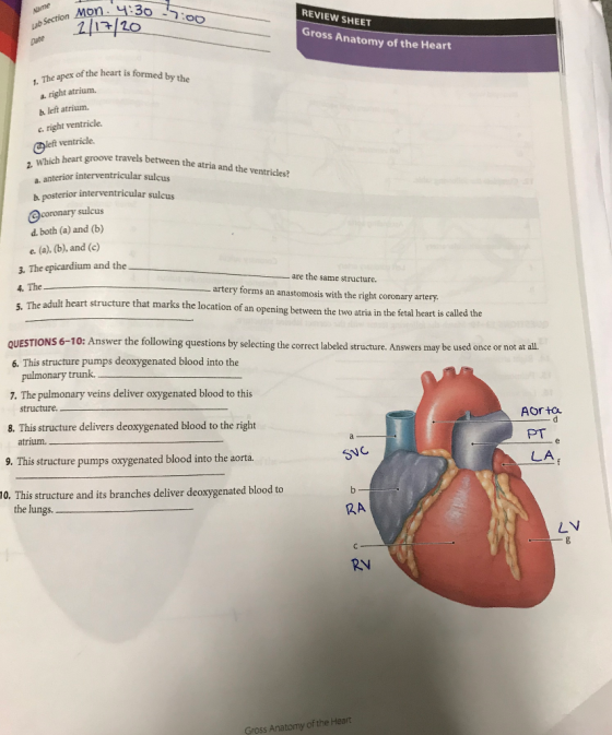 REVIEW SHEET Name Lab Section Mon Cute stion Mon. 4:30 0-17:00 2017/20 Gross Anatomy of the Heart The apex of the heart is fo