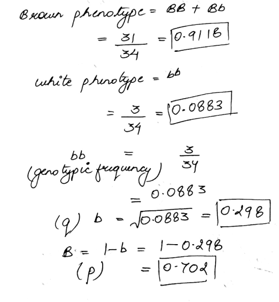= 10.9118 Brown phenotype = BB + B6 het = 10.9/16 white prenotype = 60 a = (0.0683) 10.0883 (gano la nec frequnay sa you oor