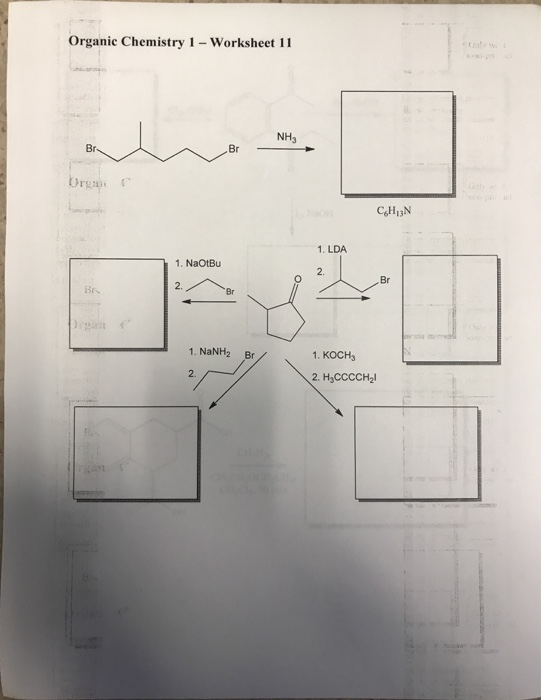 Organic Chemistry 1 Worksheet 11 et NH3 Br- Br Drea C&H1N 1. LDA 1. NaOtBu 2. Br 2. Br Br Drgan 1. NaNH2 Br 1. КОСН 2. 2. H,С