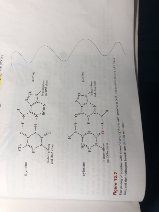 Oy. The process CH3 thymine 0----H-N HC adenine N- To deoxyribose and DNA chain To deoxyribose and DNA chain N -H cytosine HC