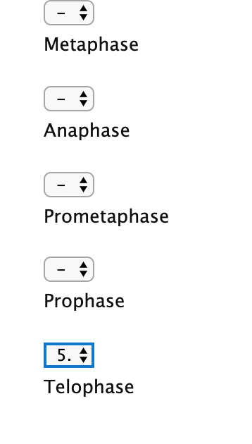 - Metaphase Anaphase Prometaphase (- Prophase 5. A Telophase