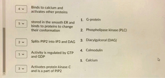 Binds to calcium and activates other proteins 1. G-protein 5 > stored in the smooth ER and binds to proteins to change their