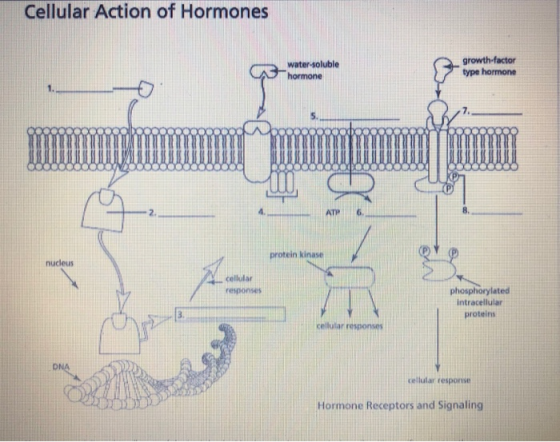 Cellular Action of Hormones a water-soluble hormone growth factor type hormone 0000000000 protein kinase nucleus cellular res