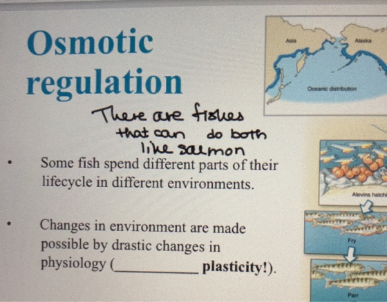 Osmotic regulation Oceanic distribution There are fishes that can do both like salmon Some fish spend different parts of thei