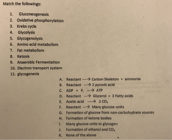 Match the followings: 1. Gluconeogenesis 2. Oxidative phosphorylation 3. Krebs cycle 4. Glycolysis 5. Glycogenolysis Amino ac