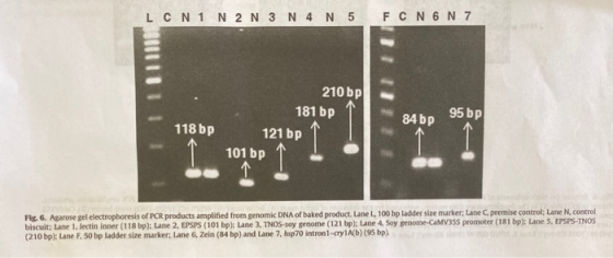 LCN1 N2 N3 N 4 N 5 FCN 6 N 7 118 bp 95 bp 210 bp 181 bp 121 bp 101 bp 84 bp Fig. 6. Agarose gel electrophoresis of PCR produc