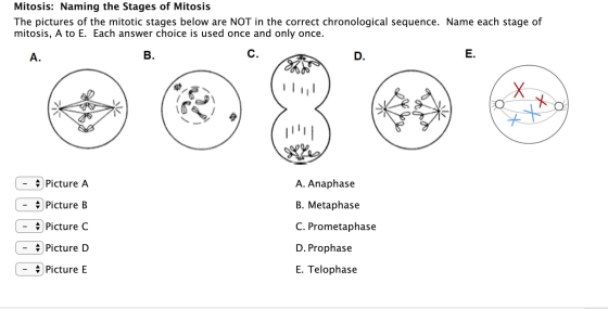 Mitosis: Naming the Stages of Mitosis The pictures of the mitotic stages below are NOT in the correct chronological sequence.