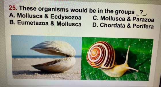 25. These organisms would be in the groups _?_ A. Mollusca & Ecdysozoa C. Mollusca & Parazoa B. Eumetazoa & Mollusca D. Chord