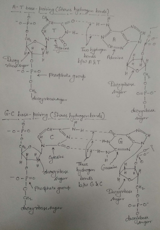 A-T base-pairing (Shows hydrogen bords) -o-p=0 cha TH-N | o cu I - H- NO CHN Two hyphrogen bonds Adenine H Deoxyė ribose suga