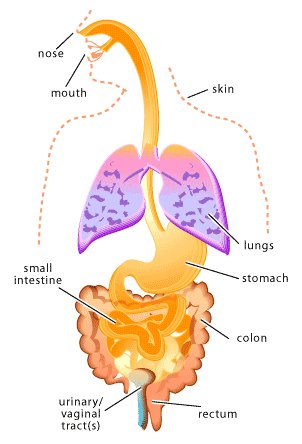 nose skin mouth lungs small intestine stomach colon urinary/ vaginal tract(s) rectum
