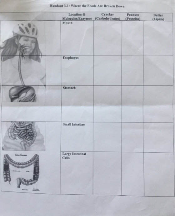 Handout 3-1: Where the Foods Are Broken Down Location & Cracker Molecules/Enzymes (Carbohydrates) Mouth Peanuts (Proteins) Bu