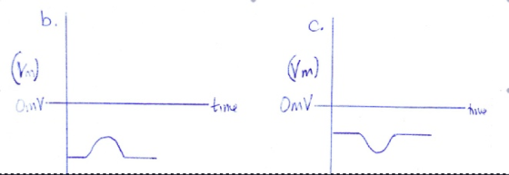 1. Consider a typical cell at its resting membrane