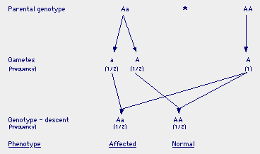 PolyFormEngFig1.gif