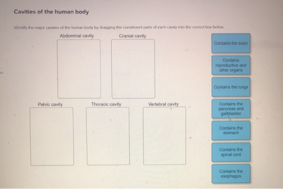 Cavities of the human body Identify the major cavities of the human body by dragging the constituent parts of each cavity int