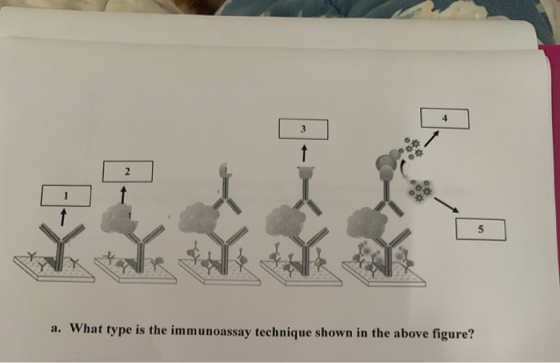 a. What type is the immunoassay technique shown in the above figure?