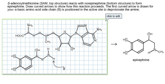 S-adenosylmethionine (SAM, top structure) reacts with norepinephrine (bottom structure) to form epinephrine. Draw curved arro
