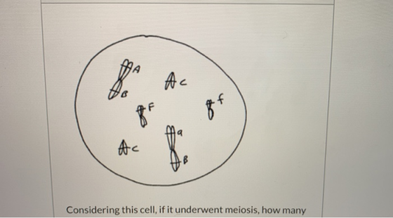 Ac Ac Considering this cell, if it underwent meiosis, how many