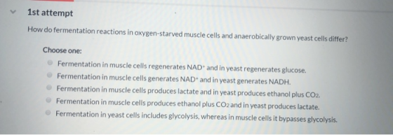 1st attempt How do fermentation reactions in oxygen-starved muscle cells and anaerobically grown yeast cells differ? Choose o