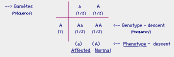 --> Gamètes Imréquence) 11/21 (1/2) Aa 11/21 AA (1/2) <-- Genotype - descent ſequency (a) (A) <-- Phenotype - descent Affecte
