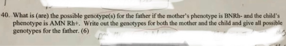 40. What is (are) the possible genotype(s) for the father if the mothers phenotype is BNRh- and the childs phenotype is AMN