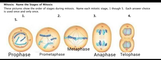 Mitosis: Name the Stages of Mitosis These pictures show the order of stages during mitosis. Name each mitotic stage, 1 though