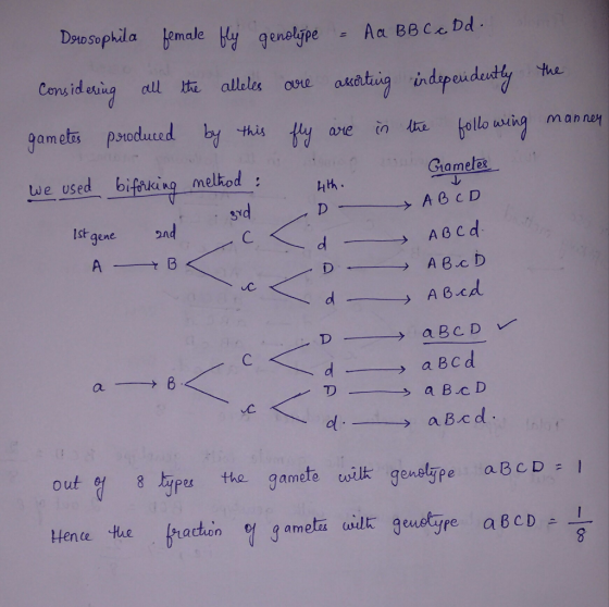 DotDsophila emale Conside ing dll版alleles oue akatai indarendudty Hue in depeudeintly the anein4ū bollo aung mannaケ we used b