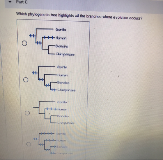 Part C Which phylogenetic tree highlights all the branches where evolution occurs? Gorila +Human -Bonobo Chimpanzee Gorila Hu