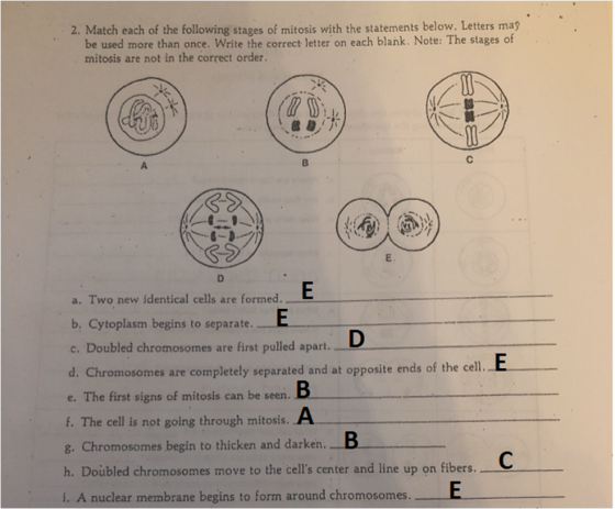 2. Match each of the following stages of mitosis with the statements below. Letters may be used more than once. Write the cor