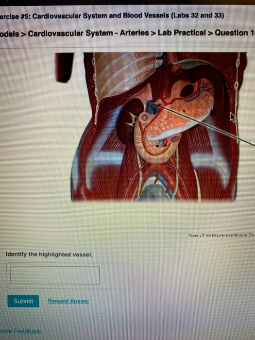ercise #5: Cardiovascular System and Blood Vessels (Labs 32 and 33) odels > Cardiovascular System - Arteries > Lab Practical