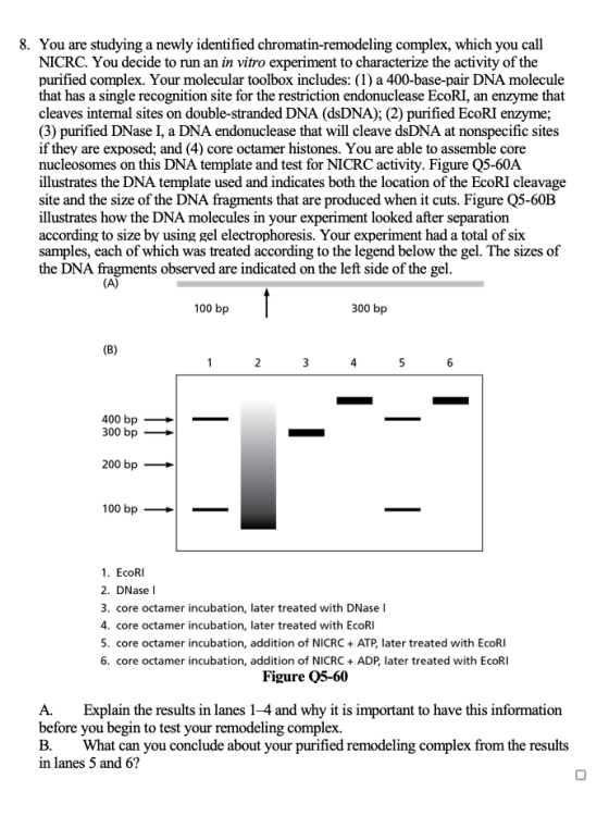 8. You are studying a newly identified chromatin-remodeling complex, which you call NICRC. You decide to run an in vitro expe