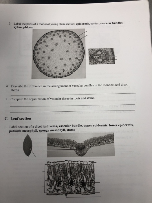 3. Label the parts of a monocot young stem section: epidermis, cortex, vascular bundles, xylem, phloem 66 CO 4. Describe the