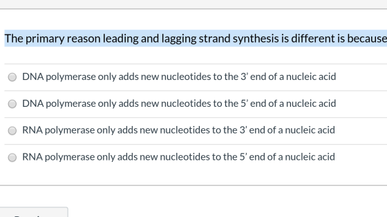 The primary reason leading and lagging strand synthesis is different is because O DNA polymerase only adds new nucleotides to